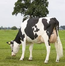 pregnant cow 2022
