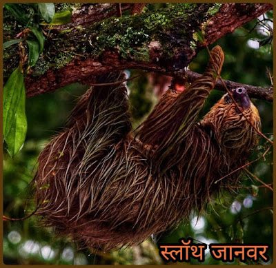 स्लॉथ जानवर - Sloth Animals Facts In Hindi - Hindi7Facts