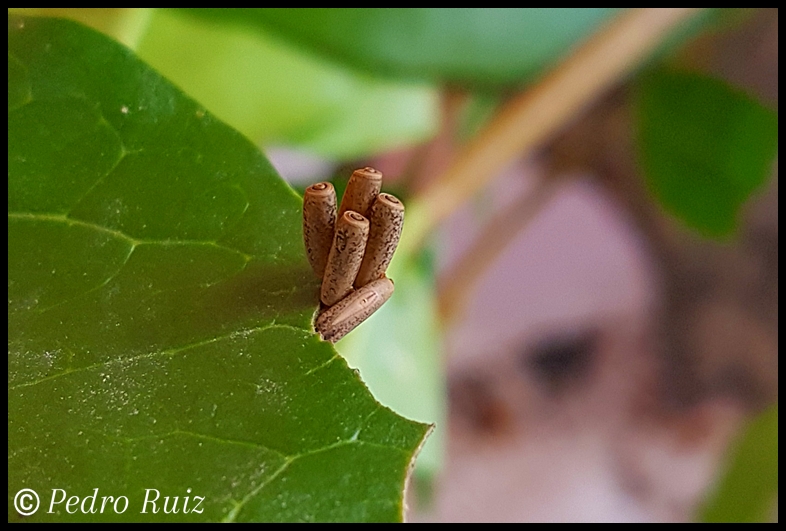 Huevo de Lamachodes sp. "Bokor" pegados en una hoja