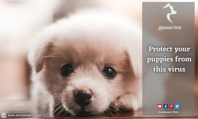 Protect your puppies from this virus