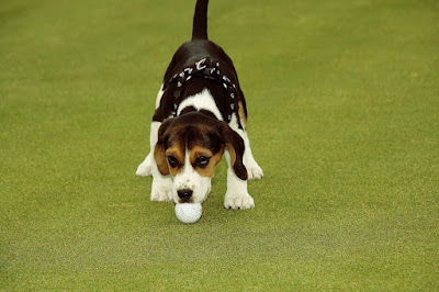 Beagle Puppy