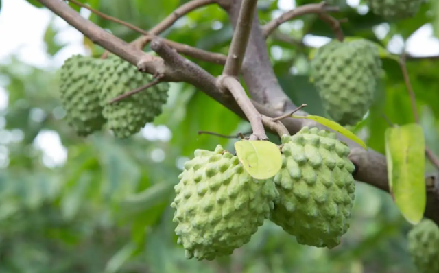 Is it possible to eat a sugar apple?