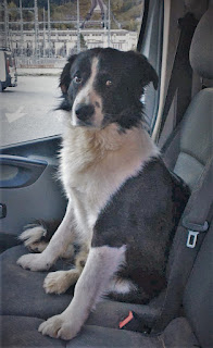 Border collie chien haute savoie communication animale annecy