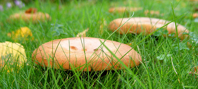 Brown Rollrim Paxillus involutus, Indre et Loire, France. Photo by Loire Valley Time Travel.