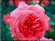 Nice pink color rose flower