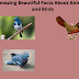 Amazing Beautiful Facts About Animals and Birds