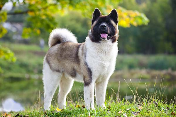 Akita Dog