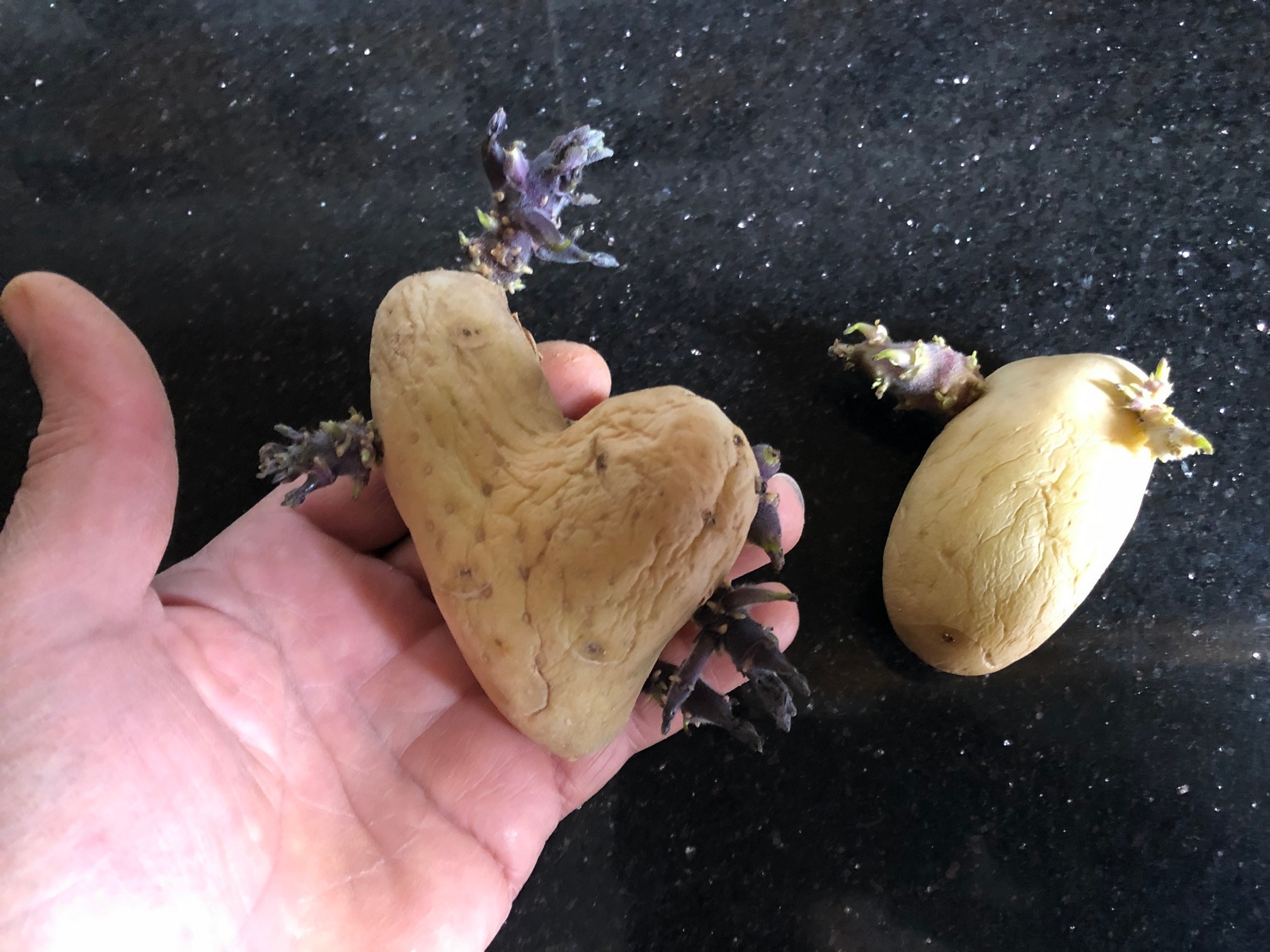 Before planting your potatos, you need to 'chit' them. Chitting potatoes is also called greensprouting, or pre-sprouting. This involves letting the potatoes grow shoots, which will give you a bigger potato crop.