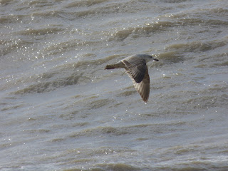 1st winter Herring Gull flying