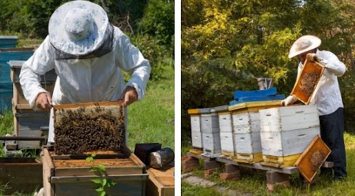 La apicultura es un arte