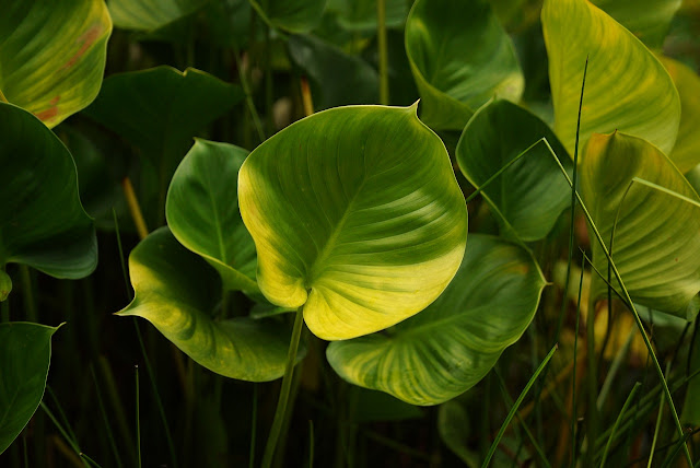 Philodendron Sebagai Tanaman Hias