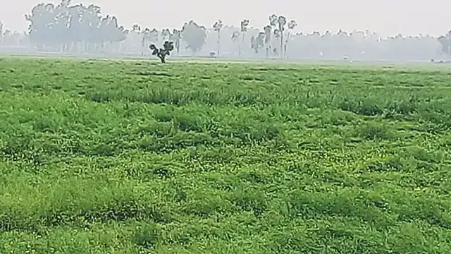 উল্লাপাড়ায় হালকা ও ভারী বৃষ্টিপাতে সরিষার ব্যাপক ক্ষতির সম্ভবনা