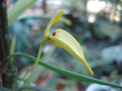 Bulbophyllum restrepia - The Restrepia-Like Bulbophyllum care