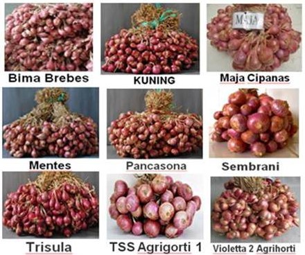 varietas-tanaman-bawang-merah