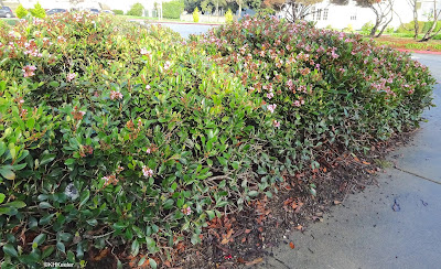 hedge in flower, San Francisco