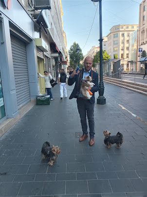 A Nicois gentleman taking his 3 Yorkshire terriers for a morning walk.