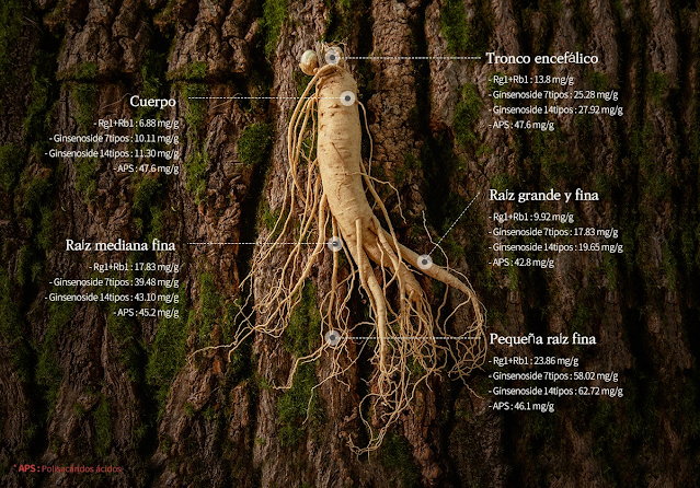 ?????? GINSENÓSIDO RC (PANAX GINSENG)