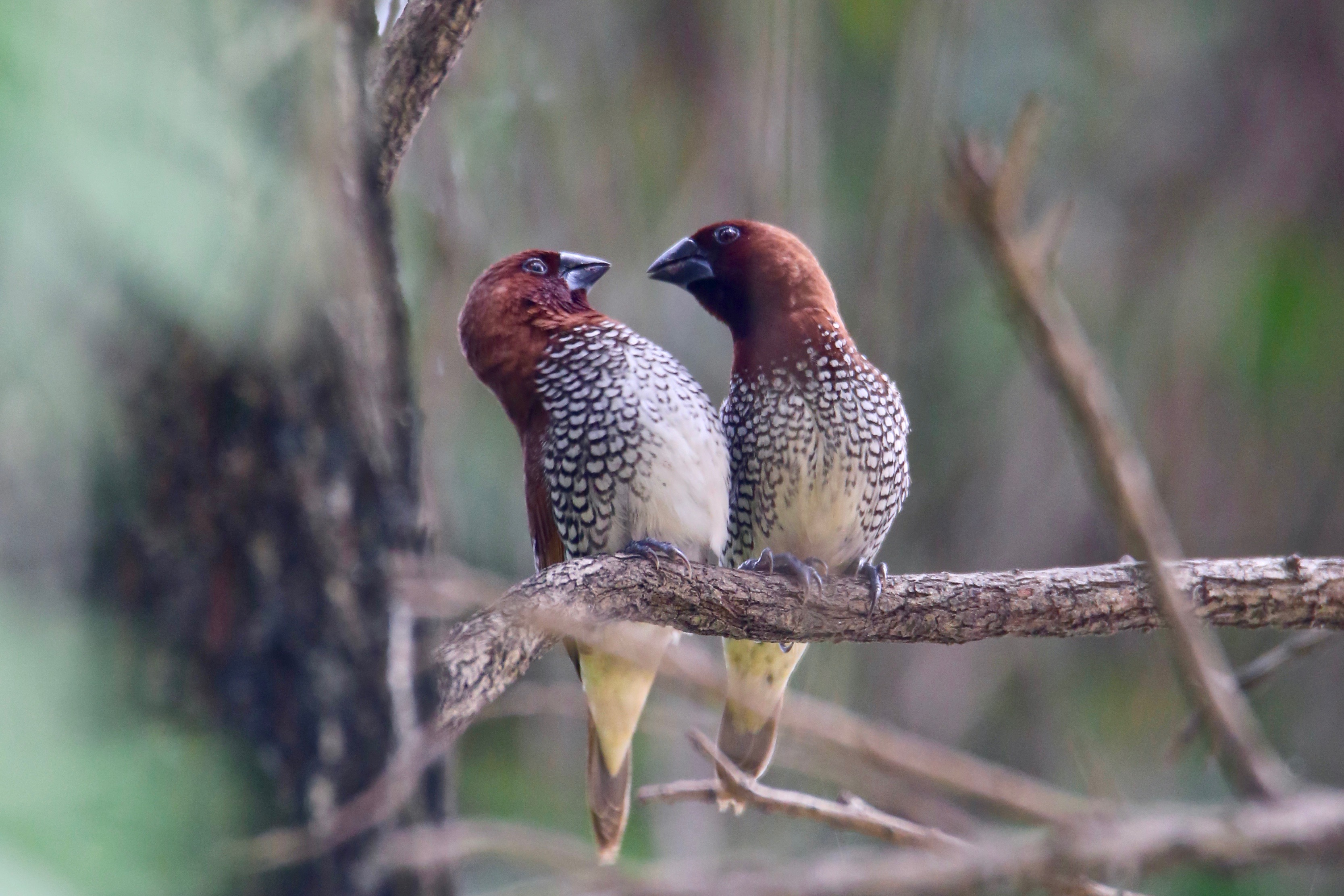 Scaly-breasted munias courting high resolution images free