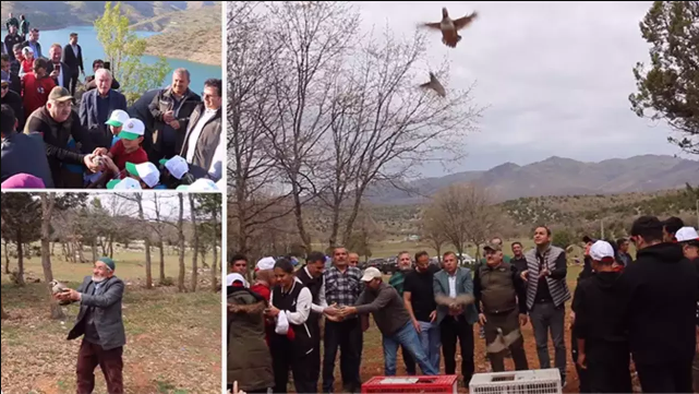 ​Bozkır'da Kınalı Keklikler özgürlüğüne kavuştu