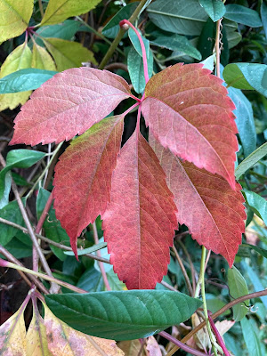 Image of a segmented leaf