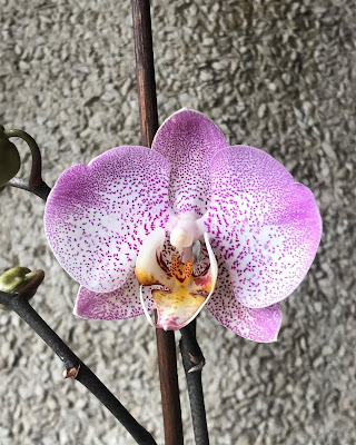 orquídea