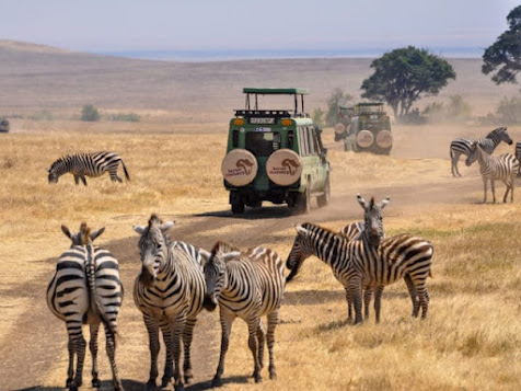 Kenya and Tanzania safari packages