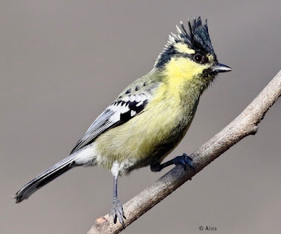 Indian Yellow Tit