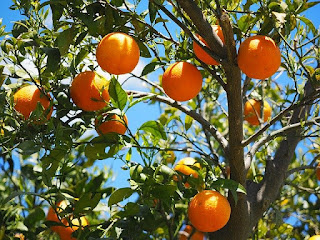 Orange tree: Description, Morphology, Growth, Pest and, much more