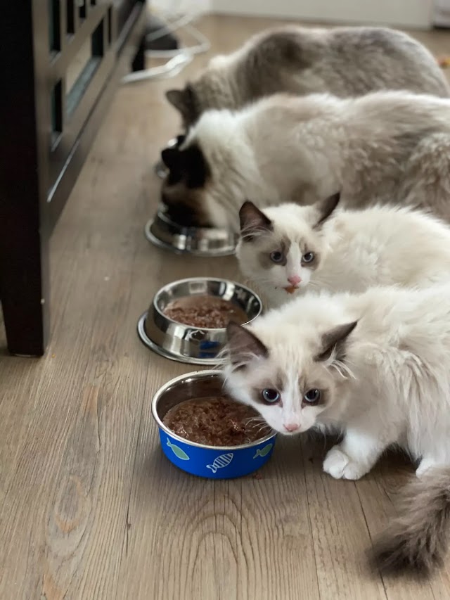 5 Best Cat Food For Cats In The USA