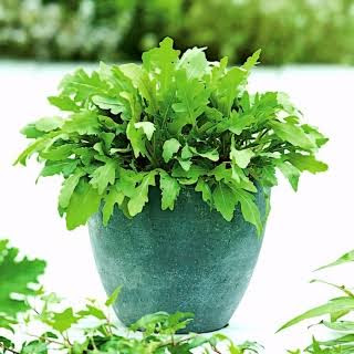 how to grow arugula in pots 2021
