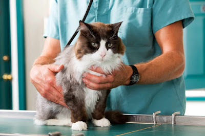 10 mitos populares sobre gatos completamente desacreditados por veterinarios