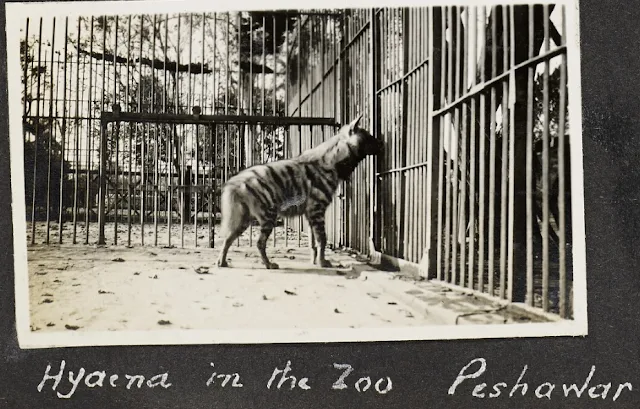 hyena in peshawar zoo