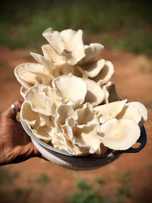 Top Mushroom Company In Cameroon