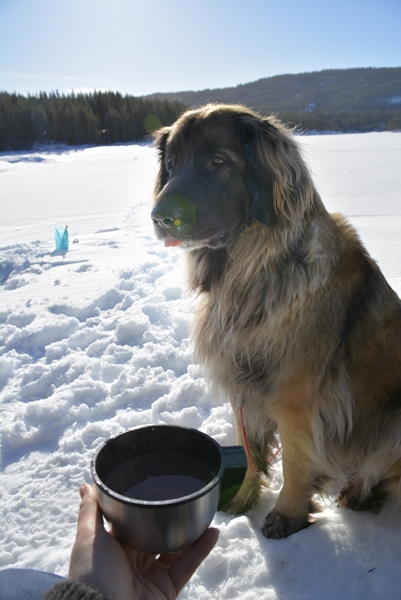 leonberger