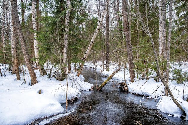 Замерзшая речка в лесу