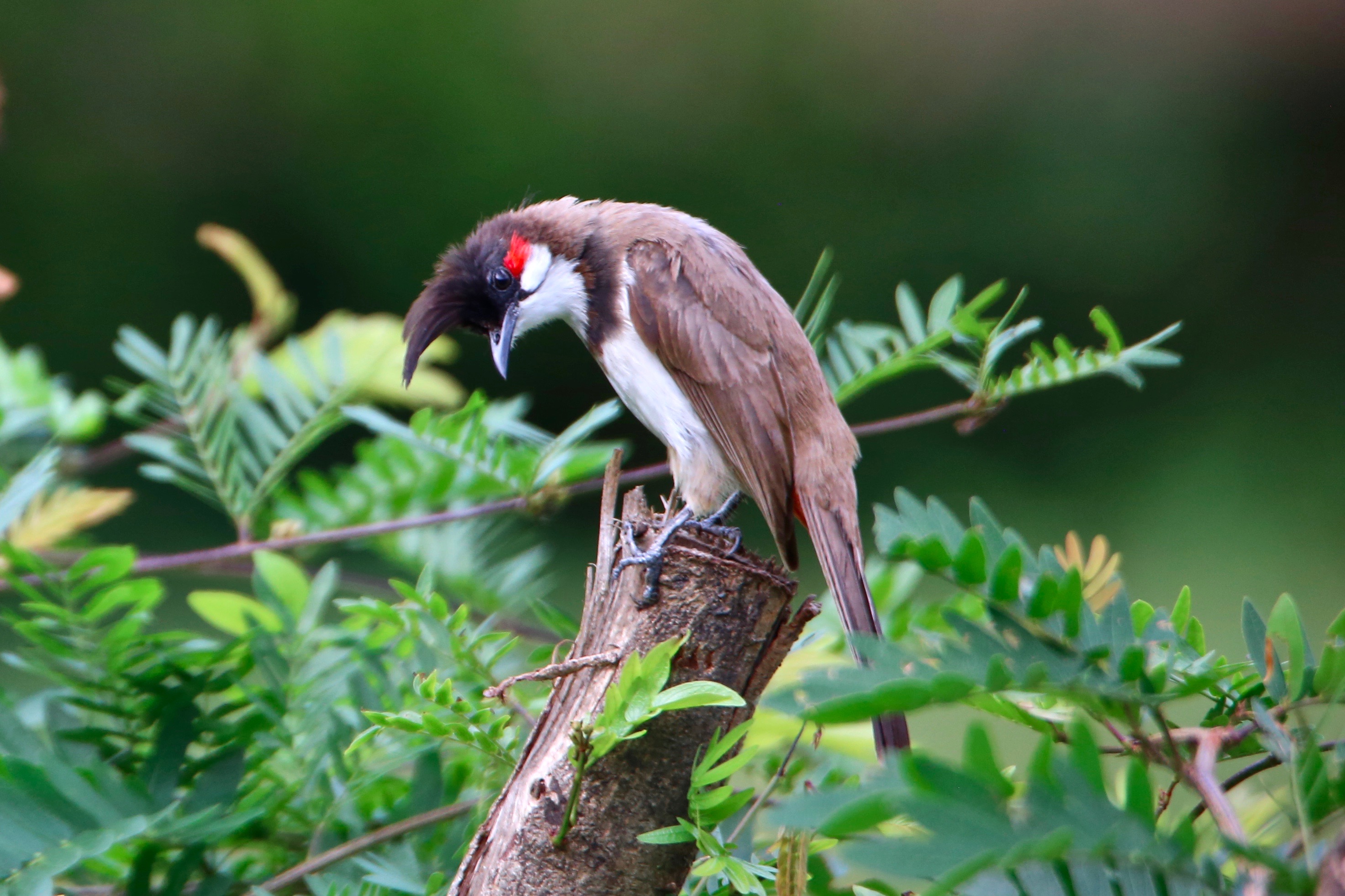 Red-whiskered bulbul high resolution images free