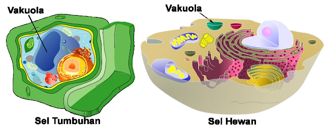 Gambar   Vakuola pada sel tumbuhan dan hewan