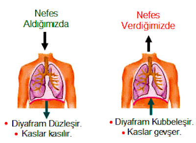 Nefes Alıp-Verdiğimizde Nasıl Olur?