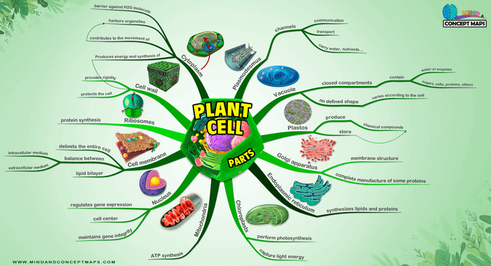 mind map of the plant cell with its organelles