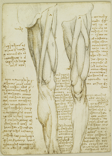 Leonardo da Vinci's leg drawing, circa 1508. Source: Royal Collection Trust.