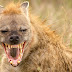 Man mauled to death by hyenas in Witeithie