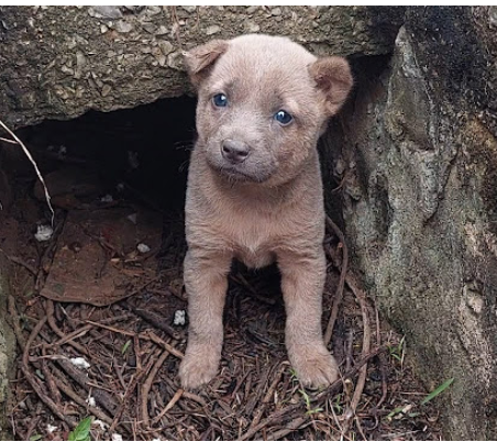 Abandoned Puppy Because Of Too Fear Hides In The Cave Of Abandoned House