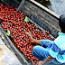 Frutos da Amazônia como açaí, tucumã e buriti são os mais pesquisados no País