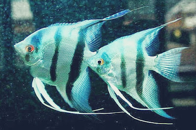 ikan hias manfish mirip moorish idol di Finding Nemo