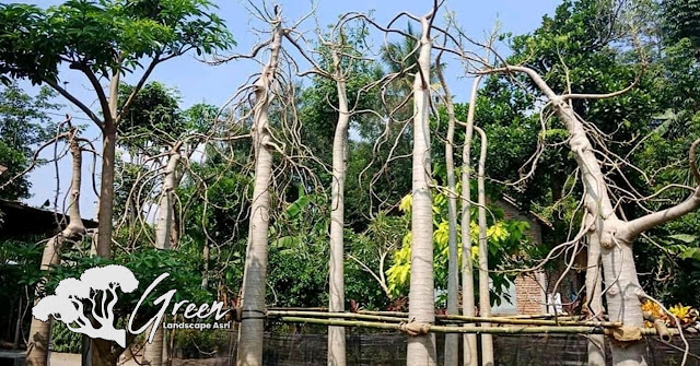 Jual Pohon Kelor Afrika (Moringa) di Cianjur | Harga Pohon Kelor Afrika Berbagai Macam Ukuran