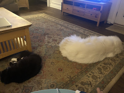 A photo of Max and Moosey laying down with their backs to each other almost touching - in the family room