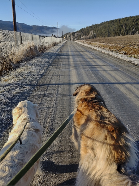 golden retriever leonberger