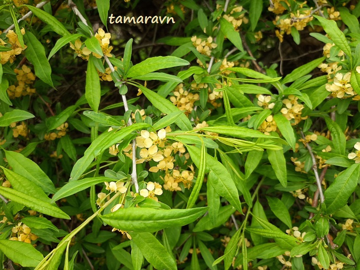 Принсепия китайская / Плоскосемянник китайский (Prinsepia sinensis, =Plagiospermum sinense)