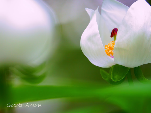 Paeonia japonica