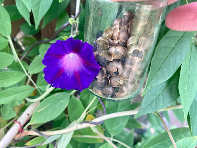 Image of a flower and a glass jar of seeds